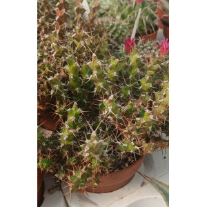 Cacto Vaso 8