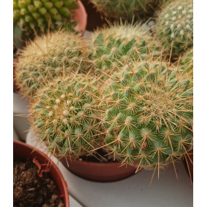 Cacto Vaso 8