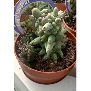 Cacto Vaso 8
