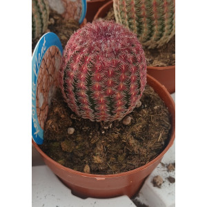 Cacto Vaso 8