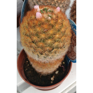 Cacto Vaso 8