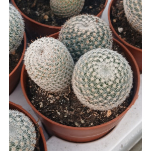 Cacto Vaso 8
