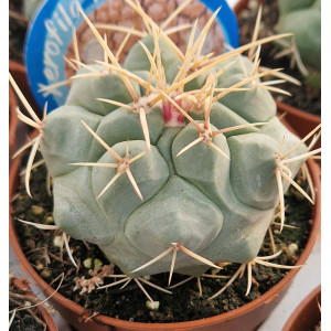 Cacto Vaso 8