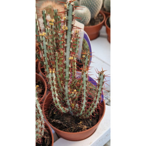 Cacto Vaso 8