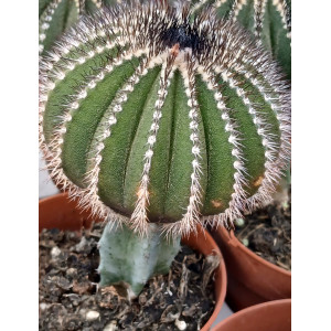 Cacto Vaso 8