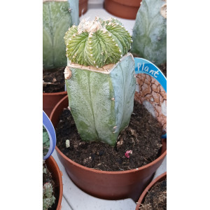 Cacto Vaso 8
