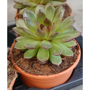 Succulent - 17