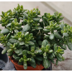 Suculenta  Vaso 17