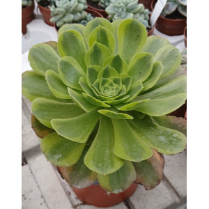 Suculenta  - 13