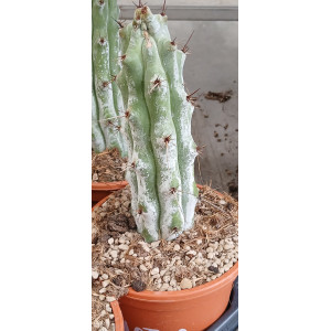 Cacto Vaso 17