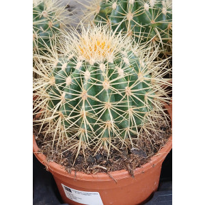 Cacto Vaso 17