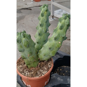 Cacto Vaso 17