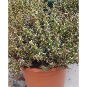 Cacto Vaso 17