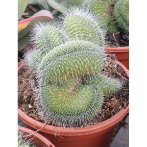 Cacto Vaso 17