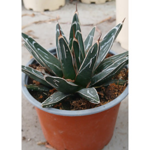Cacto Vaso 13