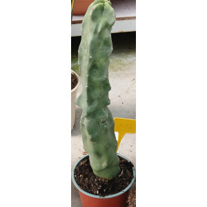 Cacto Vaso 13
