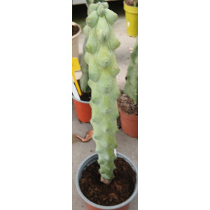 Cacto Vaso 13