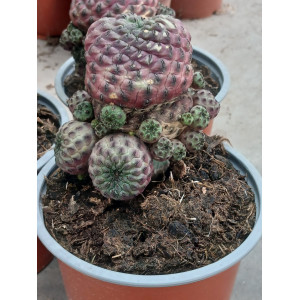 Cacto Vaso 13