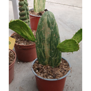 Cacto Vaso 13