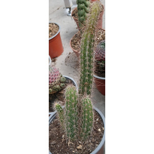 Cacto Vaso 13