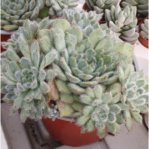 Suculenta  Vaso 13