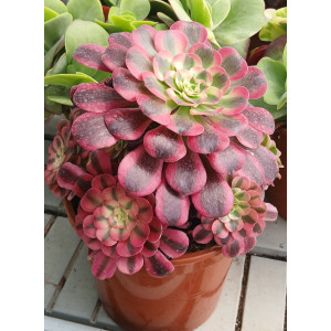 Succulent - 20