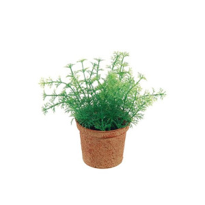 Aneto vaso