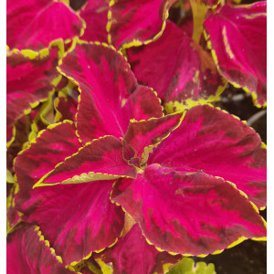 Coleus