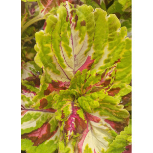 Coleus
