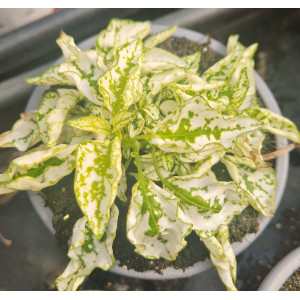Hypoestes VASO