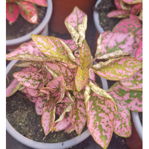 Hypoestes