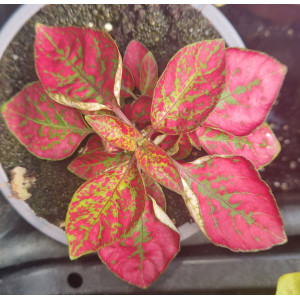 Hypoestes