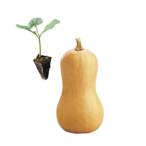 Butternut Squash