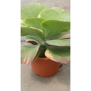 Succulent - 17