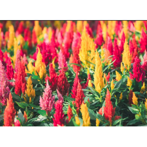 Celosia Piramide