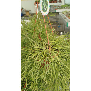 Hanging succulent
