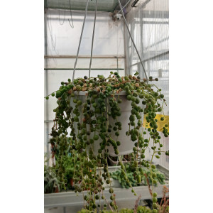 Hanging succulent