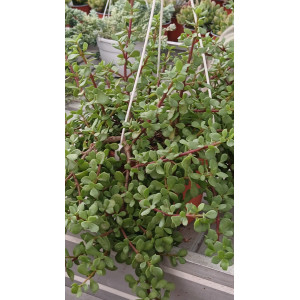 Suculenta colgante
