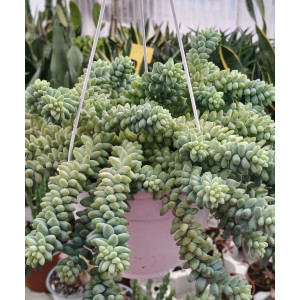 Suculenta suspensa