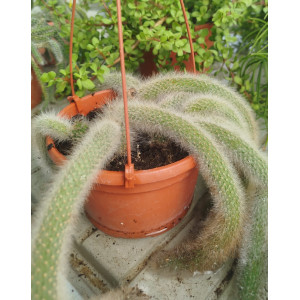 Cactus Colgante