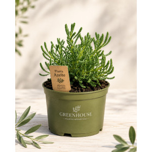 Olive in pot