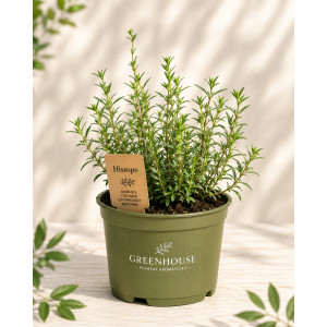 Potted Hyssop