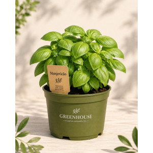 Potted basil