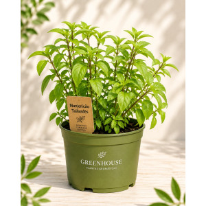 Potted thai basil