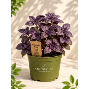 Potted purple basil