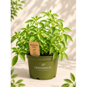 Potted lemon basil