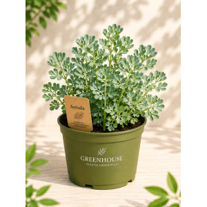 Rue VASE