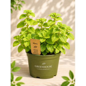 Myrrh in pot
