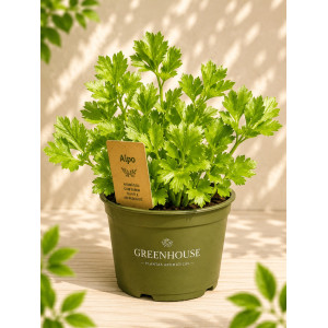 Potted Celery