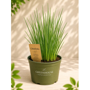 Potted Chives